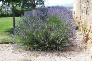 antitarlo naturale con lavanda