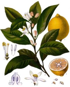 Olio essenziale di limone ottenuto dalla spremitura delle bucce